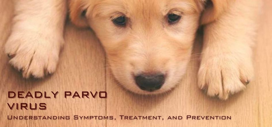 The Deadly Parvo Virus - Understanding Symptoms, Treatment, and Prevention