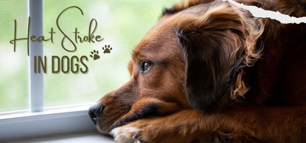 Ultimate Guide to Heatstroke in Dogs